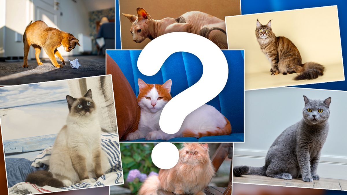 KVÍZ: Poznáte plemeno kočky na obrázku?